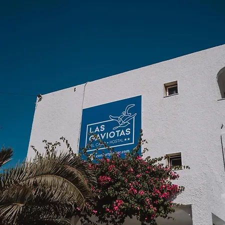 Gaviotas Del Cabo